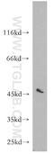 RUN3B antibody, 17113-1-AP, Proteintech Group, Western Blot image 