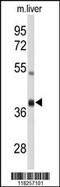 Apoptosis Inducing Factor Mitochondria Associated 2 antibody, MBS9203952, MyBioSource, Western Blot image 