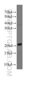 TAGLN2 antibody, 60044-1-Ig, Proteintech Group, Western Blot image 