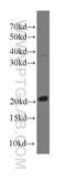 Transgelin 2 antibody, 60044-1-Ig, Proteintech Group, Western Blot image 