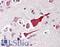 BCL2 Like 10 antibody, LS-B452, Lifespan Biosciences, Immunohistochemistry paraffin image 