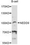 Neural Precursor Cell Expressed, Developmentally Down-Regulated 9 antibody, abx126230, Abbexa, Western Blot image 