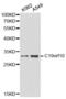 Myeloid Derived Growth Factor antibody, abx001014, Abbexa, Western Blot image 