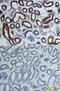 Angiotensin I Converting Enzyme 2 antibody, AF3437, R&D Systems, Immunohistochemistry paraffin image 