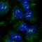 Activin A Receptor Type 1 antibody, HPA046514, Atlas Antibodies, Immunocytochemistry image 