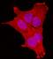 MAGE Family Member D1 antibody, MAB3835, R&D Systems, Immunofluorescence image 
