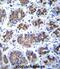 Transmembrane Protein 18 antibody, abx027099, Abbexa, Immunohistochemistry paraffin image 