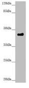 Pleckstrin Homology Domain Containing A1 antibody, LS-C676273, Lifespan Biosciences, Western Blot image 