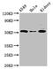 FIC Domain Containing antibody, CSB-PA880112LA01HU, Cusabio, Western Blot image 