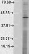 Crystallin Alpha B antibody, orb67355, Biorbyt, Western Blot image 