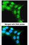 F-Box And Leucine Rich Repeat Protein 3 antibody, PA5-22133, Invitrogen Antibodies, Immunofluorescence image 