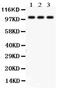 TANK Binding Kinase 1 antibody, LS-C313237, Lifespan Biosciences, Western Blot image 