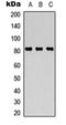 Signal Transducer And Activator Of Transcription 4 antibody, orb315716, Biorbyt, Western Blot image 