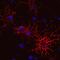 Oligodendrocyte Marker O1 antibody, MAB1327, R&D Systems, Immunocytochemistry image 