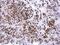 TPR repeat-containing protein C10orf93 antibody, NBP2-15632, Novus Biologicals, Immunohistochemistry frozen image 