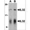Interleukin 32 antibody, TA306296, Origene, Western Blot image 