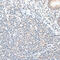 Zinc Finger Protein 148 antibody, 22-622, ProSci, Immunohistochemistry frozen image 