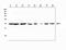 Peroxiredoxin 6 antibody, PB9350, Boster Biological Technology, Western Blot image 