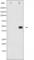 Jun Proto-Oncogene, AP-1 Transcription Factor Subunit antibody, abx012206, Abbexa, Western Blot image 