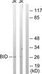 BH3 Interacting Domain Death Agonist antibody, LS-C117631, Lifespan Biosciences, Western Blot image 