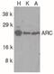 Nucleolar Protein 3 antibody, PA5-19906, Invitrogen Antibodies, Western Blot image 