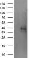 Tripartite Motif Containing 44 antibody, LS-C174405, Lifespan Biosciences, Western Blot image 