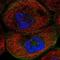 Transmembrane Protein 63B antibody, NBP2-13455, Novus Biologicals, Immunofluorescence image 