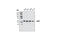 Serine/Threonine Kinase 11 antibody, 3047S, Cell Signaling Technology, Western Blot image 