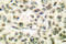 Glycogen Synthase Kinase 3 Alpha antibody, LS-C176290, Lifespan Biosciences, Immunohistochemistry frozen image 
