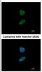 Forkhead Box I1 antibody, NBP2-16518, Novus Biologicals, Immunocytochemistry image 