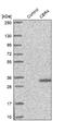 Carbonyl Reductase 4 antibody, NBP1-82235, Novus Biologicals, Western Blot image 