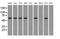 Thromboxane A Synthase 1 antibody, MA5-25161, Invitrogen Antibodies, Western Blot image 