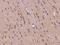 Phosphodiesterase 1B antibody, 204340-T08, Sino Biological, Immunohistochemistry frozen image 