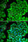 Cyclin D2 antibody, A1773, ABclonal Technology, Immunofluorescence image 