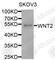Wnt Family Member 2 antibody, A5864, ABclonal Technology, Western Blot image 