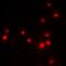 Enhancer Of Zeste 2 Polycomb Repressive Complex 2 Subunit antibody, abx225163, Abbexa, Western Blot image 
