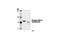 Protein Kinase C Theta antibody, 9376P, Cell Signaling Technology, Western Blot image 