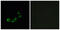 Olfactory Receptor Family 10 Subfamily A Member 5 antibody, abx015495, Abbexa, Immunofluorescence image 