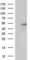 Secernin 1 antibody, MA5-26337, Invitrogen Antibodies, Western Blot image 
