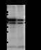 N-Myc Downstream Regulated 1 antibody, GTX02180, GeneTex, Immunoprecipitation image 