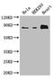 Actin Binding LIM Protein 1 antibody, LS-C498268, Lifespan Biosciences, Western Blot image 