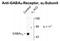 Gamma-Aminobutyric Acid Type A Receptor Alpha2 Subunit antibody, NBP2-36560, Novus Biologicals, Western Blot image 