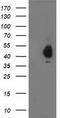 Pyruvate dehydrogenase E1 component subunit alpha, somatic form, mitochondrial antibody, CF502704, Origene, Western Blot image 