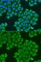 Syntaxin 12 antibody, GTX65901, GeneTex, Immunofluorescence image 