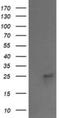 Vacuolar protein sorting-associated protein 28 homolog antibody, NBP2-45412, Novus Biologicals, Western Blot image 