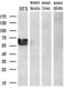 GATA Binding Protein 6 antibody, MA5-24895, Invitrogen Antibodies, Western Blot image 