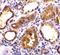Angiotensin I Converting Enzyme 2 antibody, A00756, Boster Biological Technology, Immunohistochemistry paraffin image 