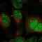 Dual Specificity Phosphatase 11 antibody, NBP2-58109, Novus Biologicals, Immunocytochemistry image 