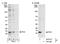 SUB1 Regulator Of Transcription antibody, NB100-59775, Novus Biologicals, Western Blot image 