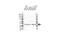 Actin Related Protein 2/3 Complex Subunit 2 antibody, VPA00725, Bio-Rad (formerly AbD Serotec) , Western Blot image 